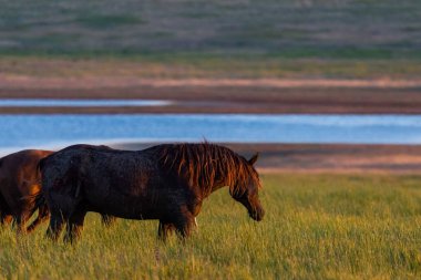 Gün doğumunda çayırda otlayan vahşi atlar. Doğadaki Özgürlük kavramı