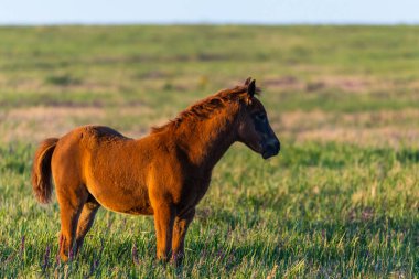 Yeşil çayırda genç ve vahşi bir tay..
