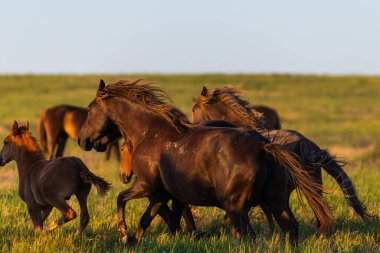 Vahşi atlar gün batımında çayırda otlar..