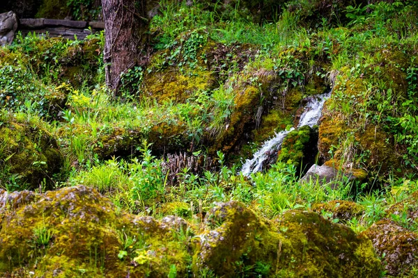 Cascada Bosque Verde Río Arroyo Paisaje Natural —  Fotos de Stock