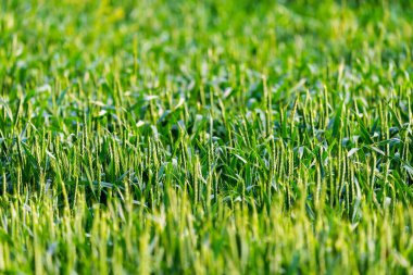 Tarlada yeşil buğday. Bahar konsepti