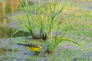Vahşi doğada dişi Batı Sarı Wagtail veya Motacilla flava