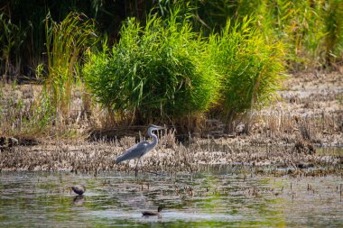 Gri Heron veya Ardea Cinerea nehirde duruyor.