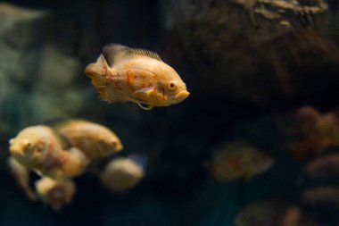 Astronotus ocellatus ya da Tiger - büyük tatlı su balığı, Güney Amerika cichlid.