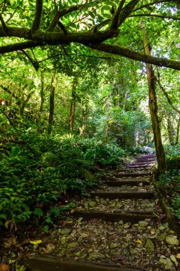 Gizemli ormanda taş merdivenler. Yürüyüş turları için yürüyüş yolu.