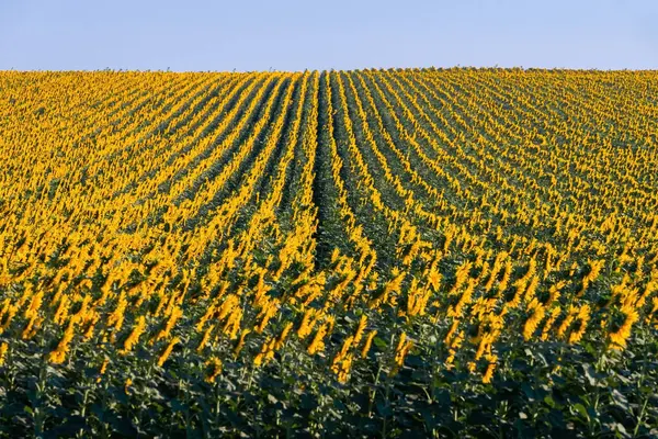 Underbar Panoramautsikt Fält Solrosor Sommaren — Stockfoto