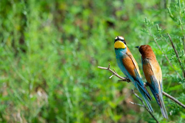 Dois Comedores Abelhas Europeus Sentam Ramo Inclinado Fundo Verde Turvo — Fotografia de Stock