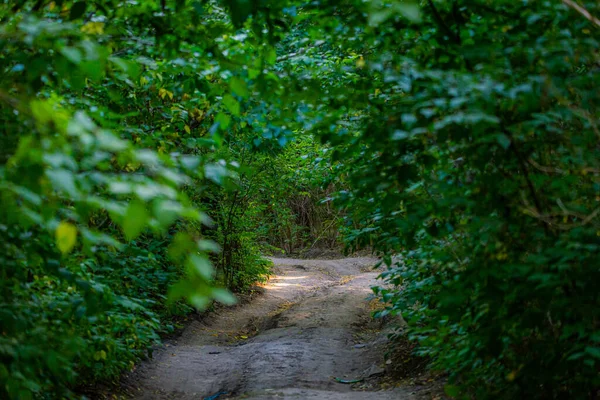 Estrada Terra Uma Floresta Parque Entre Árvores Uma Profundidade — Fotografia de Stock