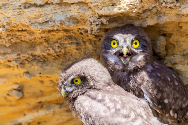 Twee Kuikens Van Uiltje Nabij Nest Grond — Stockfoto