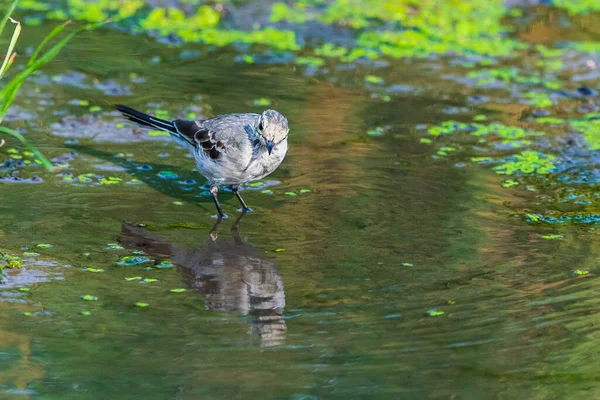 Witte Kwikstaart Motacilla Alba Wagtails Een Geslacht Van Zangvogels Uit — Stockfoto