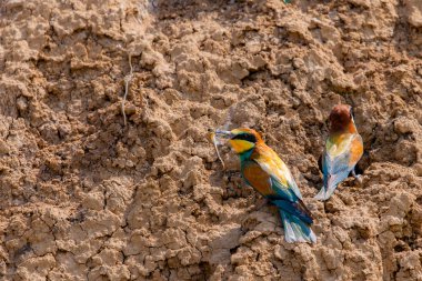 İki Avrupalı arı yiyici yuvanın yanında yerde oturuyor.