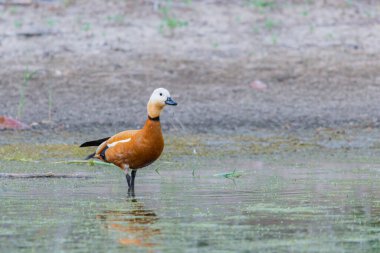 Ruddy Shelduck dişi doğal ortamında.