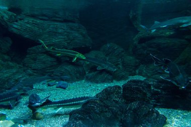 Akvaryumun tatlı suyunda mersin balığı ya da akvaryum..