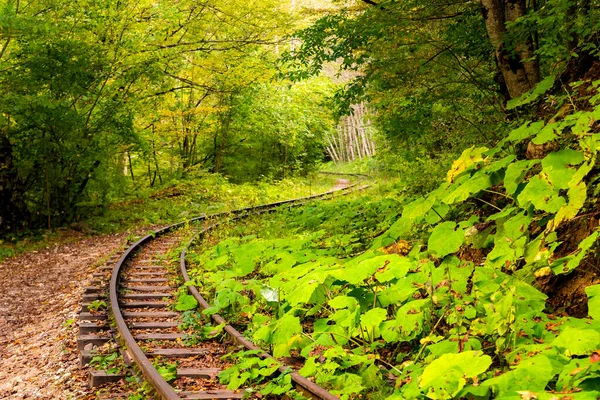 梅兹梅 高加索秋天山林荒废铁路 叶树丛生 — 图库照片