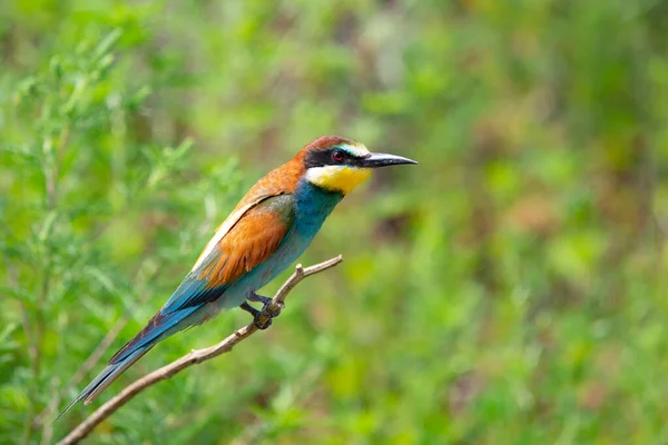 Comedor Abelhas Europeu Merops Apiaster Está Sentado Galho — Fotografia de Stock