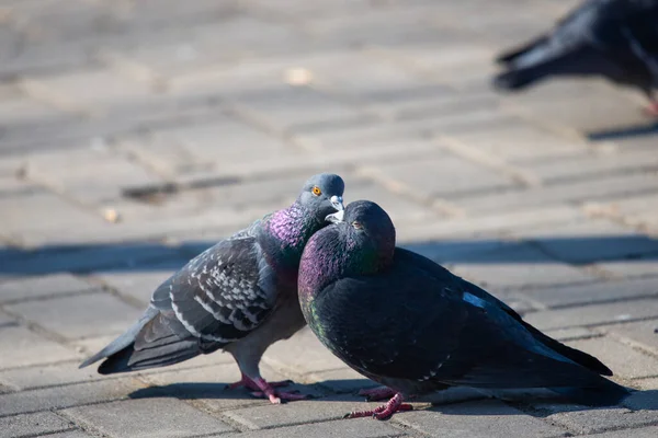 Deux Pigeons Dans Rue Ville — Photo