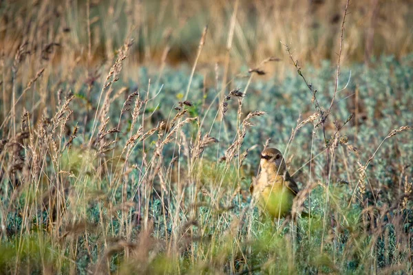 Isabelline Wheatear Nebo Oenanthe Isabellinain Divoká Tráva — Stock fotografie