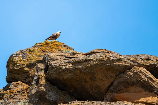 Águila Carretilla Buitre Patas Largas Buteo Rufinus — Foto de Stock