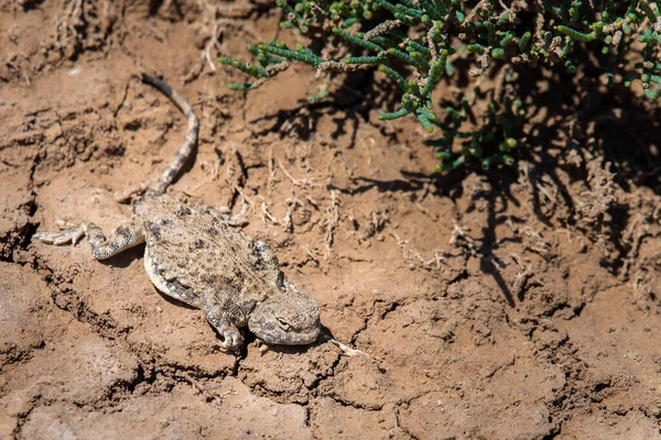 Bliski Portret Phrynocephalus Helioscopus Agama Przyrodzie — Zdjęcie stockowe