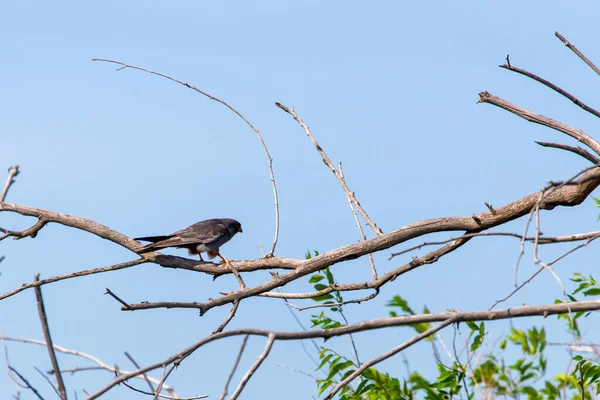 Male Red Footed Falcon Falco Vespertinus Sitting Branch — Stock Photo, Image