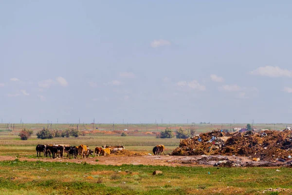 Las Vacas Deambulan Por Uno Los Sitios Eliminación Más Grandes — Foto de Stock
