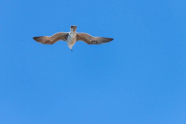 Martı doğada uçuyor. Doğadaki vahşi kuş kavramı
