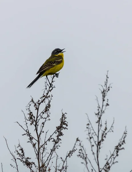 Black Headed Wagtail Sits Twig Blurred Background Close Photo — Stock Photo, Image