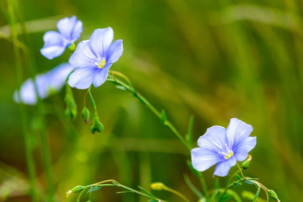 Bright Delicate Blue Flower Ornamental Flower Flax Its Shoot Complex Stock Picture