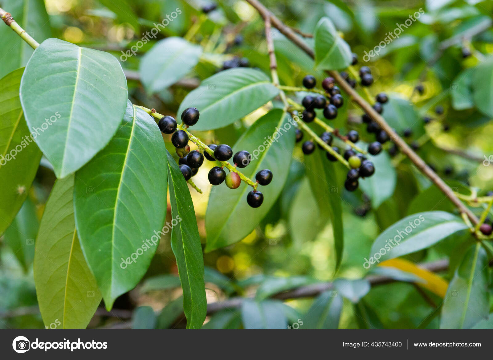 Cherry Laurel Berries