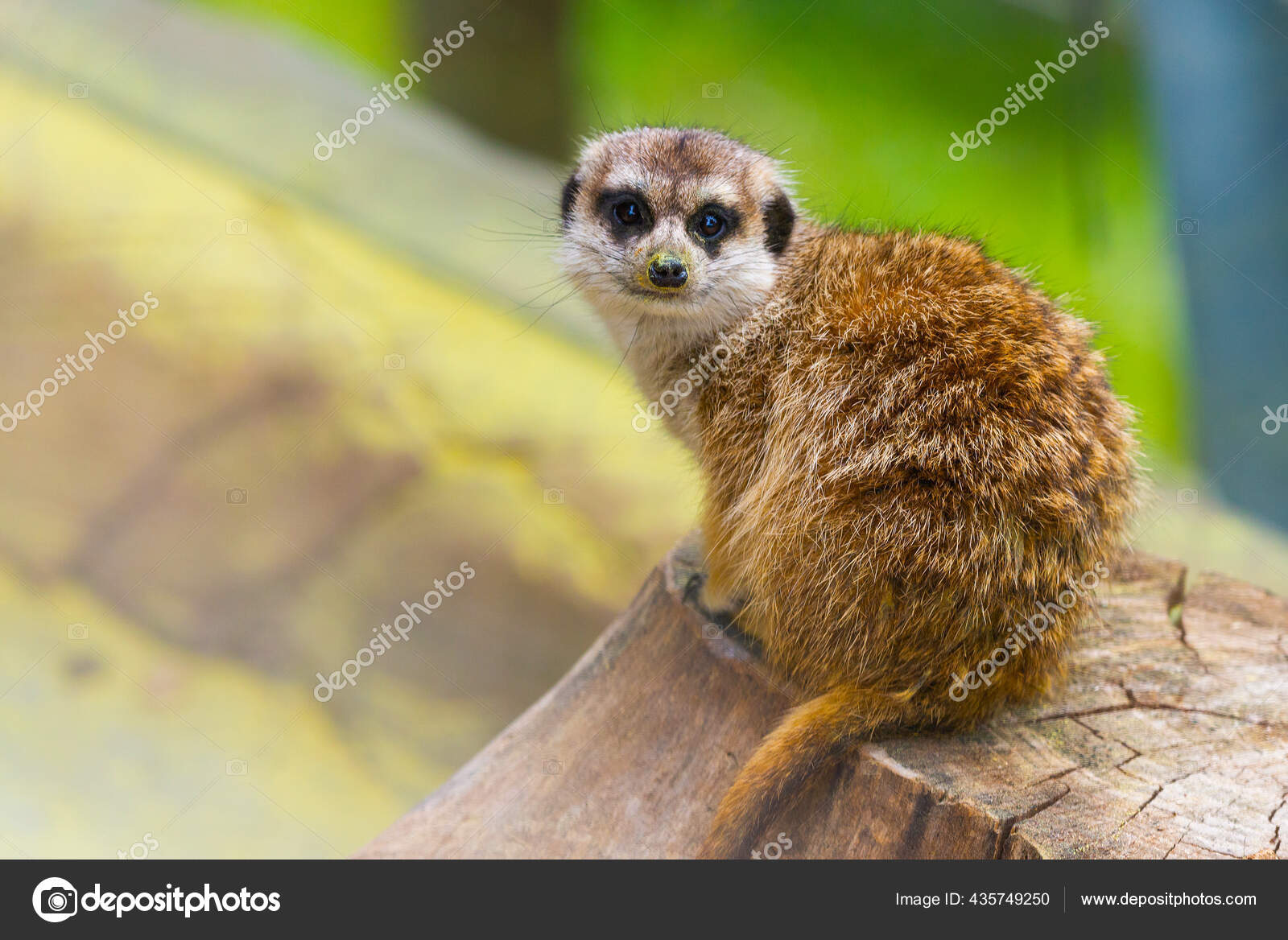 Droles De Suricates Images Libres De Droit Photos De Droles De Suricates Depositphotos