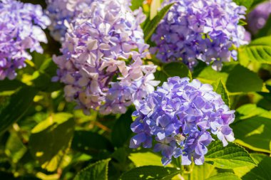 Mophead Ortanca - Hydrangea makrophylla 'Sonsuz Yaz'. Bahçedeki güzel çiçek.