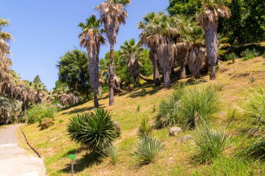 Güneşli bir günde tepedeki botanik bahçesinde palmiye ağaçları, çam ağaçları ve diğer tropikal bitkiler var. Karadeniz kıyısı, Rusya, Soçi.