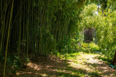 Panorama bambu ormanı ya da çalılı bambu koruluğu