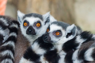 Halka Kuyruklu Lemurların yakın plan portresi, altın gözlü büyük gri bir primat. Hayvan sürüsü.