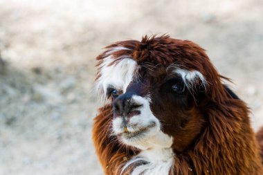 Peru Lama 'sı. Lama, alpaka, Peru, Güney Amerika 'da Vicuna çiftliği. And Andean Animal. Lama Güney Amerika Camelid 'i..