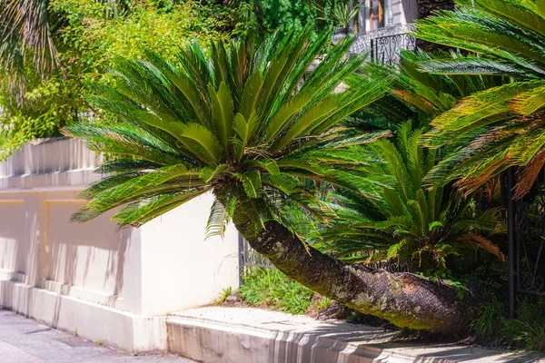 Closeup View Flower Sago Palm Cycas Revoluta Also Known King — Stock Photo, Image