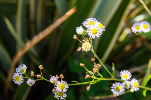 Margarita Perenne Bellis Perennis Sobre Fondo Borroso Jardín — Foto de Stock