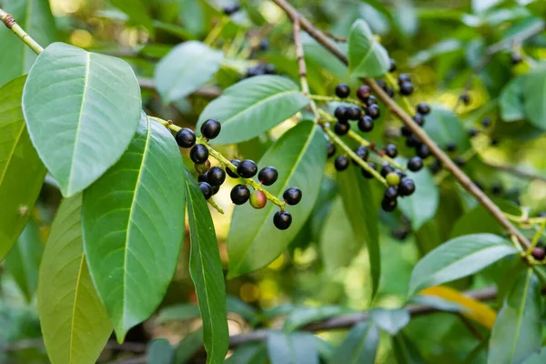 Prunus laurocerasus veya Otto Luyken - kirazlı defne meyvesi.