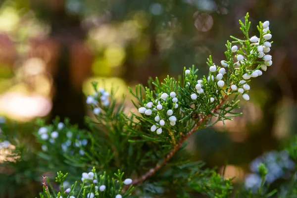 Semena Masitých Kuželech Juniper Nebo Juniperus Větvích — Stock fotografie