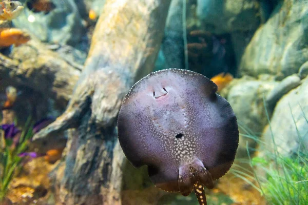 水族馆中的Potamotrygon Yepezi或河流坡道鱼 — 图库照片