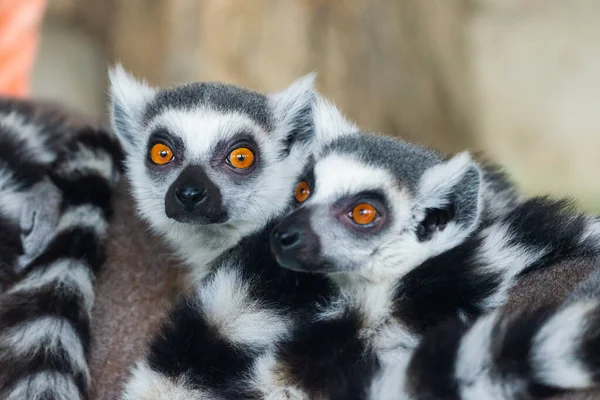 Ring Tail Lemurs Closeup Retrato Grande Primata Cinza Com Olhos — Fotografia de Stock