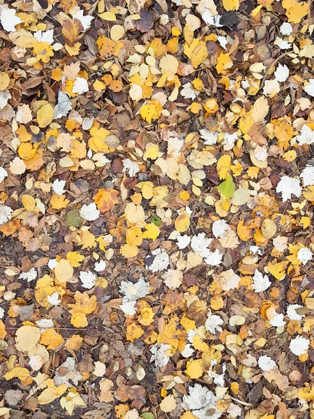 Sonbahar Sarısı Renkli Yapraklar Parktaki Çimlerde Doğal Desen Olarak Arka — Stok fotoğraf