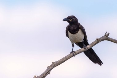 Gökyüzü arka planında bir ağaç dalına tünemiş saksağan ya da pica pica.