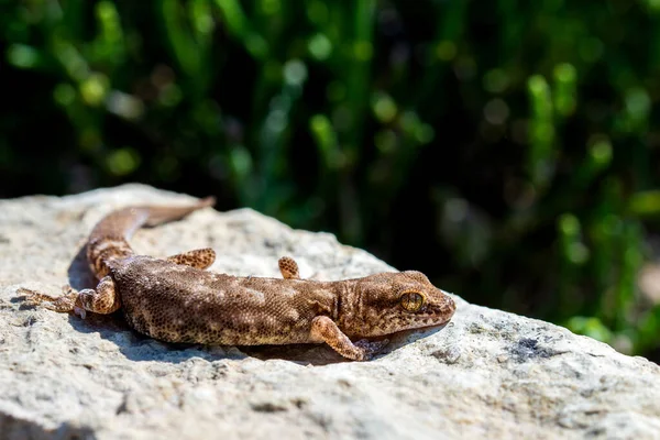 Parzystokopytny Gecko Rodzaj Alcophyllex Lub Skrzypiący Gecko Dzikiej Przyrody — Zdjęcie stockowe