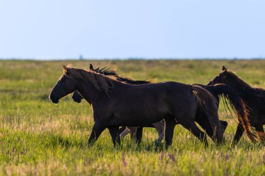 Gün doğumunda çayırda otlayan vahşi atlar. Doğadaki Özgürlük kavramı