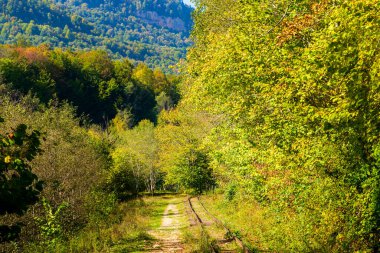 Sonbahar ormanlarında terk edilmiş demiryolu Kafkasya, Mezmay 'da ağaçlarla kaplı..