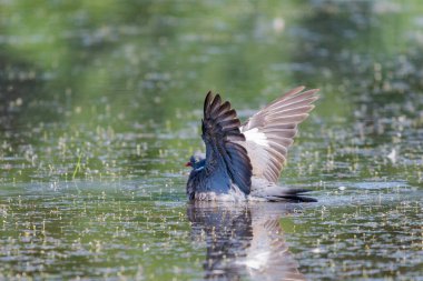 Göl suyunda vahşi orman güvercini veya Columba palumbusu.