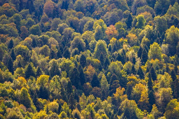 Immagine Completa Una Conifere Nella Foresta — Foto Stock