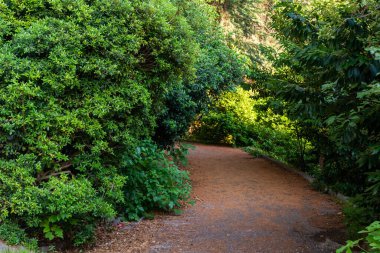 Şehirdeki pitoresk tropikal bir yer. Yeşil palmiye ağaçlarının altında yürüyüş yolu.