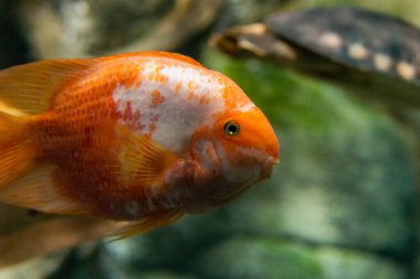 Akvaryumdaki büyük renkli Koi sazan balığı..